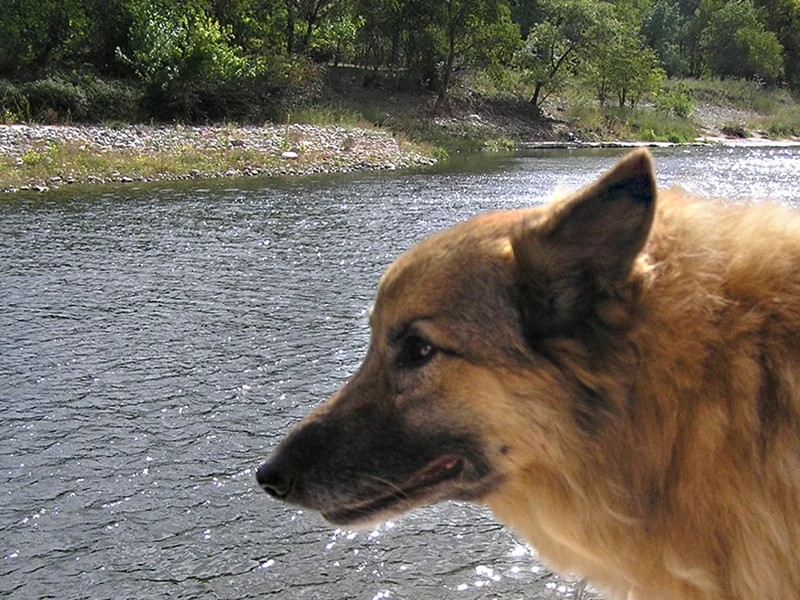 Hund im Fluss